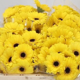 Freshy Germini Aqua “Sunshine” | Colour: Yellow | Length ± 50 centimetre | Per 20 stems