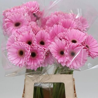 Freshy Gerbera “Alison” | Kleur: Roze | Lengte ± 65 centimeter | Per 10 verse bloemen