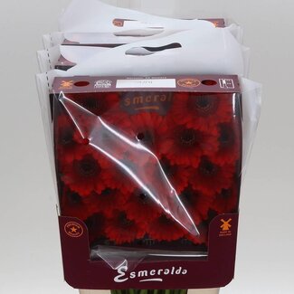 Freshy Germini Mini Gerbera's Aqua “Suri” | Colour: Red | Length ± 45 centimetre | Per 20 fresh flowers