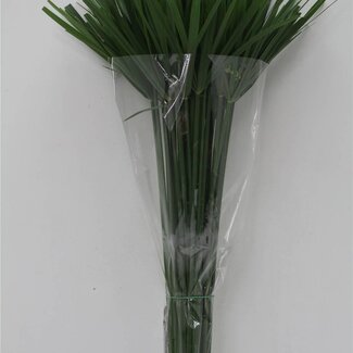 Freshy Cyperus Papyrus Parapluplant | Kleur: Groen | Lengte ± 100 centimeter | Per 10 stelen verse bloemen