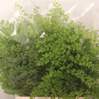 Freshy Adiantum Feines Farnblatt | Farbe: Grün | Länge ± 50 centimeter | Pro 20 Zweige