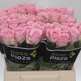 Freshy Rozen “Heaven” | Kleur: Roze | Lengte ± 40 centimeter | Per 20 verse rozen