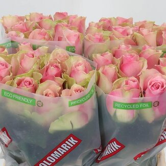 Freshy Rozen “Belle Rose” | Kleur: Roze | Lengte ± 40 centimeter | Per 20 verse rozen