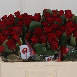 Freshy Rozen “Red Ribbon” | Kleur: Rood | Lengte ± 50 centimeter | Per 20 verse rozen
