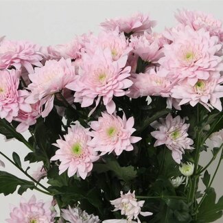 Freshy Troschrysant Chrysanthemum “Pastela Pink” | Kleur: Paars Roze | Lengte ± 70 centimeter | Per 10 stelen verse bloemen