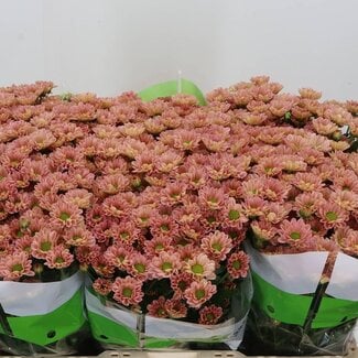 Freshy Chrysanthemum Chrysant Santini “Rossi Smokey” | Kleur: Roze | Lengte ± 55 centimeter | Per 25 stelen verse bloemen