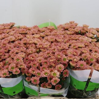 Freshy Chrysanthemum Chrysanthemum Santini “Rossi Smokey” | Colour: Pink | Length ± 55 centimeter | Per 25 stems fresh flowers