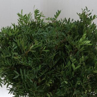 Freshy Pistacia Select Groen | Kleur: Groen | Lengte ± 50 centimeter | Per 5 bossen