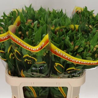 Freshy Alstroemeria “Bali” | Farbe: Gelb | Länge ± 75 centimeter | Pro 10 Stiele frische Blumen