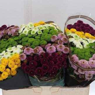Freshy Chrysanthemum Chrysanthemum Santini Mixed “Pompon” | Colour: Mixed Colours | Length ± 55 centimeter | Per 25 stems