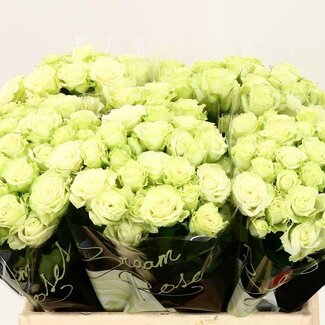 Freshy Trosrozen “Green Glow” | Kleur: Groen | Lengte ± 40 centimeter | Per 10 verse rozen