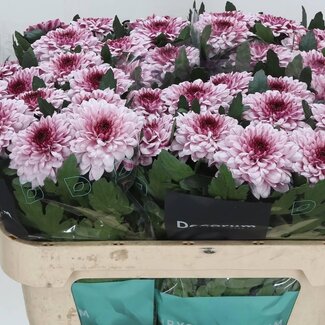 Freshy Deco Chrysanthemum Chrysanthemum “Pip Pretty” | Colour: Pink | Length ± 70 centimetre | Per 10 fresh flowers