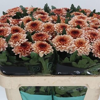 Freshy Deco Chrysanthemum Chrysant “Pip Salmon” | Kleur: Oranje | Lengte ± 70 centimeter | Per 10 verse bloemen
