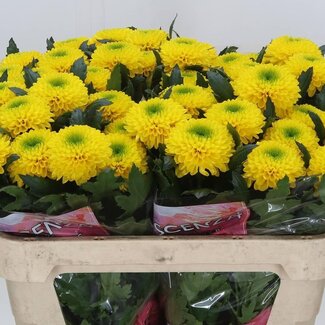 Freshy Deco Chrysanthemum Chrysant “Brasiliana” | Kleur: Geel | Lengte ± 70 centimeter | Per 10 verse bloemen