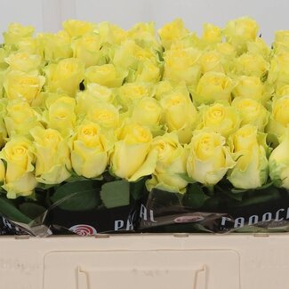 Freshy Rozen “Minion Rose” | Kleur: Geel | Lengte ± 50 centimeter | Per 20 verse rozen