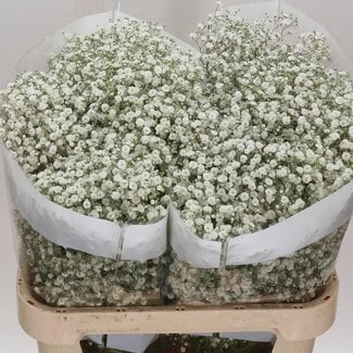 Freshy Gypsophila Paniculata Baby's breath “Xlence” “Tropical Acres” | Colour: White | Length ± 80 centimetre | Origin Ecuador | Per 25 stems fresh flowers