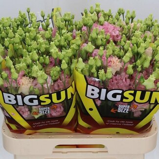 Freshy Eustoma Lisianthus Gevuld “Alissa Pink” | Kleur: Roze | Lengte ± 70 centimeter | Per 10 stelen verse bloemen