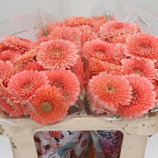 Freshy Germini Mini Gerbera's Pomponi Aqua “Jive” | Kleur: Roze | Lengte ± 50 centimeter | Per 20 verse bloemen