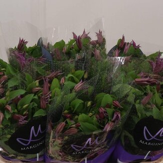 Freshy Clematis “Amazing Kyiv” | Kleur: Roze | Lengte ± 70 centimeter | Per 10 verse bloemen