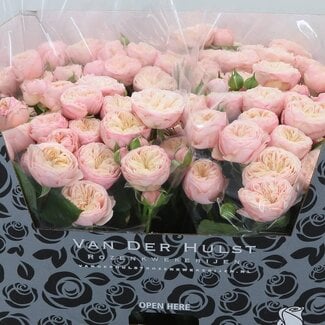 Freshy Trosrozen “Royal Blush” | Kleur: Wit Roze | Lengte ± 70 centimeter | Per 10 verse rozen