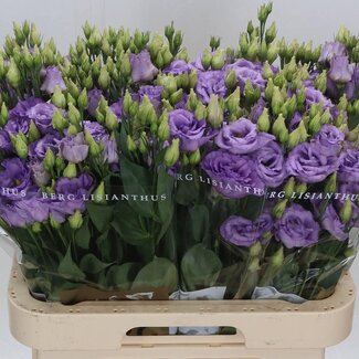 Freshy Eustoma Lisianthus Filled “Corelli Lavender” | Colour: Purple | Length ± 70 centimetre | Per 10 stems fresh flowers
