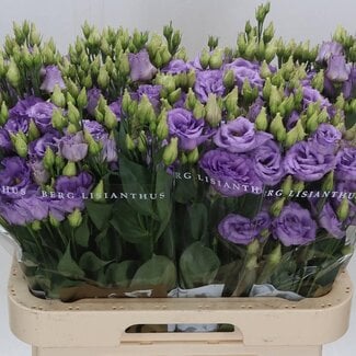 Freshy Eustoma Lisianthus Gevuld “Corelli Lavender” | Kleur: Paars | Lengte ± 70 centimeter | Per 10 stelen verse bloemen