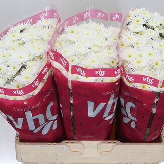 Freshy Chrysanthemum Chrysant Santini “Maradona” | Kleur: Wit | Lengte ± 55 centimeter | Per 25 stelen verse bloemen