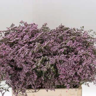 Freshy Limonium Safora “Oshi Pink” | Kleur: Paars | Lengte ± 60 centimeter | Per 25 stelen verse bloemen