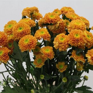 Freshy Spray chrysanthemum Chrysanthemum “Lionking” | Colour: Orange | Length ± 70 centimetre | Per 10 stems fresh flowers