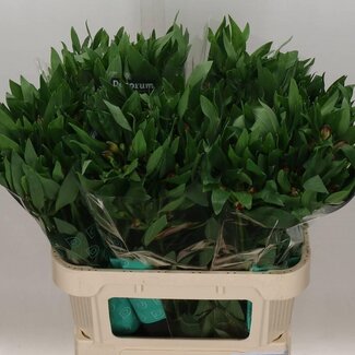 Freshy Alstroemeria Incalelie “Carline” | Farbe: Lila | Länge ± 75 centimeter | Pro 10 Stiele frische Blumen