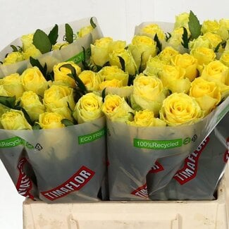 Freshy Roses “Good Times” | Colour: Yellow | Length ± 40 centimetre | Per 20 roses