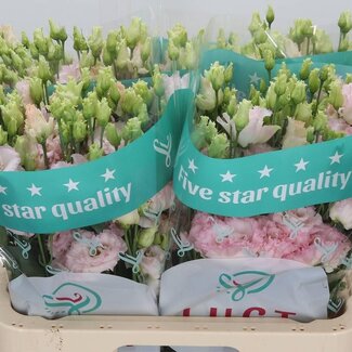Freshy Eustoma Lisianthus Gevuld “Chac Wedding Pink” | Kleur: Roze | Lengte ± 70 centimeter | Per 10 stelen verse bloemen