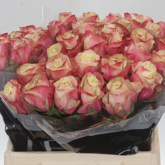 Freshy Roses “Marosa” | Colour: White Pink | Length ± 40 centimetre | Per 20 roses