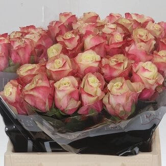 Freshy Rozen “Marosa” | Kleur: Wit Roze | Lengte ± 40 centimeter | Per 20 verse rozen