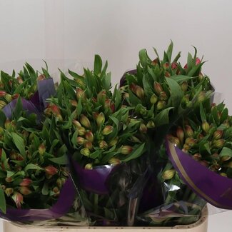 Freshy Alstroemeria Incalelie “Avianna” | Kleur: Roze | Lengte ± 75 centimeter | Per 10 stelen verse bloemen