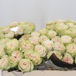 Freshy Roses “Country Secret” | Colour: White Pink | Length ± 50 centimetre | Per 20 roses