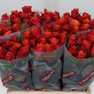 Freshy Rozen “Espana” | Kleur: Geel Oranje | Lengte ± 60 centimeter | Per 20 verse rozen