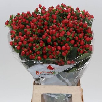 Freshy Hypericum Hertshooi Inodorum “Magical Triumph” | Kleur: Rood | Lengte ± 70 centimeter | Per 25 stelen verse bloemen