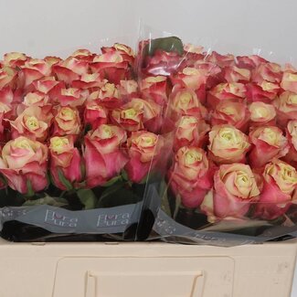 Freshy Roses “Marosa” | Colour: White Pink | Length ± 50 centimetre | Per 20 roses