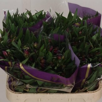 Freshy Alstroemeria Incalelie “Morado” | Kleur: Paars | Lengte ± 75 centimeter | Per 10 stelen verse bloemen