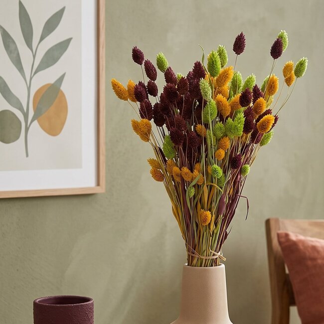 Phalaris Strauß “Autumn” | Farbe: Gemischte Farben | Länge ± 65 centimeter | Gewicht 150 gram | Pro Strauß