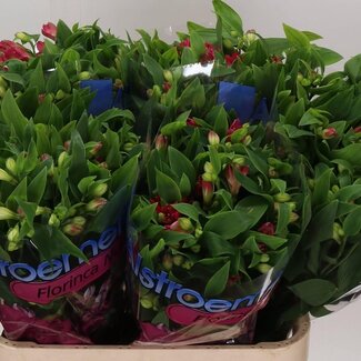 Freshy Alstroemeria Fl “Noa” | Kleur: Rood | Lengte ± 75 centimeter | Per 10 stelen verse bloemen