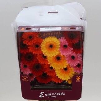 Freshy Germini Mini Gerbera's Aqua “Mix Basis” | Kleur: Gemengde Kleuren | Lengte ± 45 centimeter | Per 20 verse bloemen