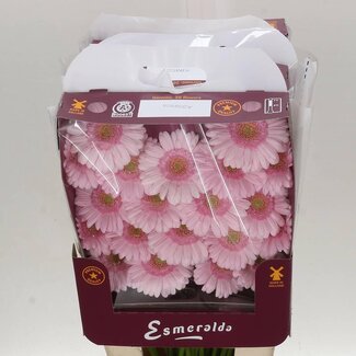 Freshy Germini Mini Gerbera's Aqua “Bridal Kimsey” | Kleur: Roze | Lengte ± 45 centimeter | Per 20 verse bloemen