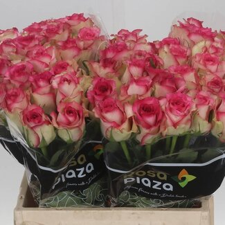 Freshy Roos “Monique” | Kleur: Roze | Lengte ± 40 centimeter | Per 20 rozen