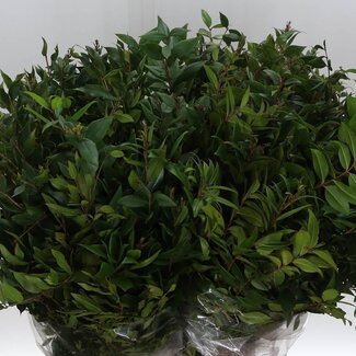 Freshy Myrtus Mirte Bes | Kleur: Groen | Lengte ± 60 centimeter | Per 5 bossen