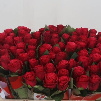 Freshy Rozen “Tacazzi” | Kleur: Rood | Lengte ± 50 centimeter | Per 20 rozen