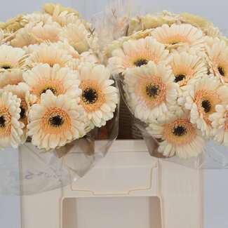 Freshy Germini Aqua “Cafe” | Kleur: Roze | Lengte ± 50 centimeter | Per 20 verse bloemen