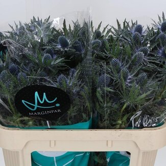 Freshy Eryngium Kruisdistel “Orion Qstar” | Kleur: Paars | Lengte ± 80 centimeter | Per 10 stelen verse bloemen
