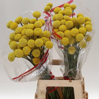 Freshy Craspedia Paint Pop | Kleur: Geel | Lengte ± 75 centimeter | Per 50 stelen verse bloemen